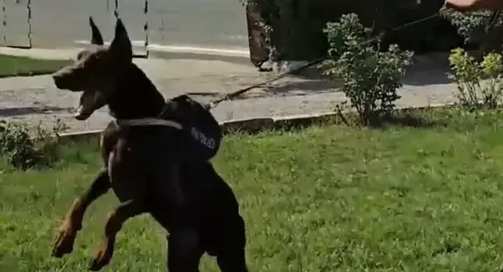 Doberman