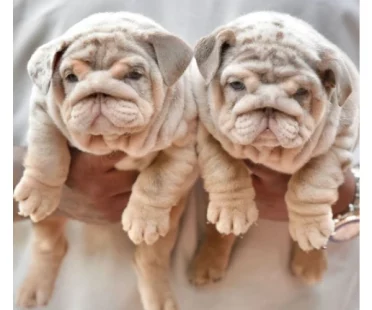 İngiliz Bulldog 3 İngiliz Bulldog 3