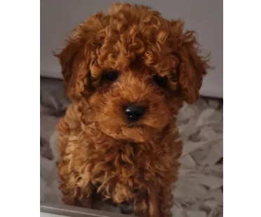 Toy Poodle 3