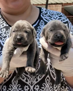 tanju-unen-niluferkoy-kopek-ciftligi-bursa-yeni-kopek-yavrulari-satilik-cane-corsa (6)
