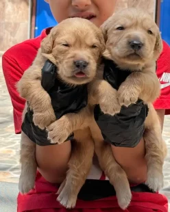 tanju-unen-niluferkoy-kopek-ciftligi-bursa-yeni-kopek-yavrulari-satilik-golden-retriever (17)