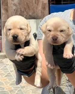tanju-unen-niluferkoy-kopek-ciftligi-bursa-yeni-kopek-yavrulari-satilik-labrador-retriever (2)