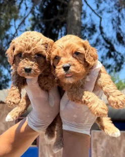 tanju-unen-niluferkoy-kopek-ciftligi-bursa-yeni-kopek-yavrulari-satilik-maltipoo (6) tanju-unen-niluferkoy-kopek-ciftligi-bursa-yeni-kopek-yavrulari-satilik-maltipoo (6)