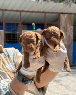 tanju-unen-niluferkoy-kopek-ciftligi-bursa-yeni-kopek-yavrulari-satilik-poodle (4)